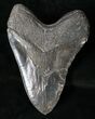 Massive Megalodon Tooth With Serrations #16396-2